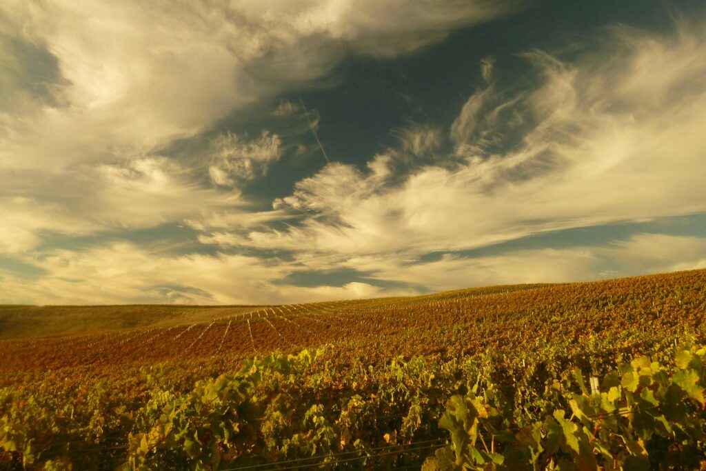 Vineyard