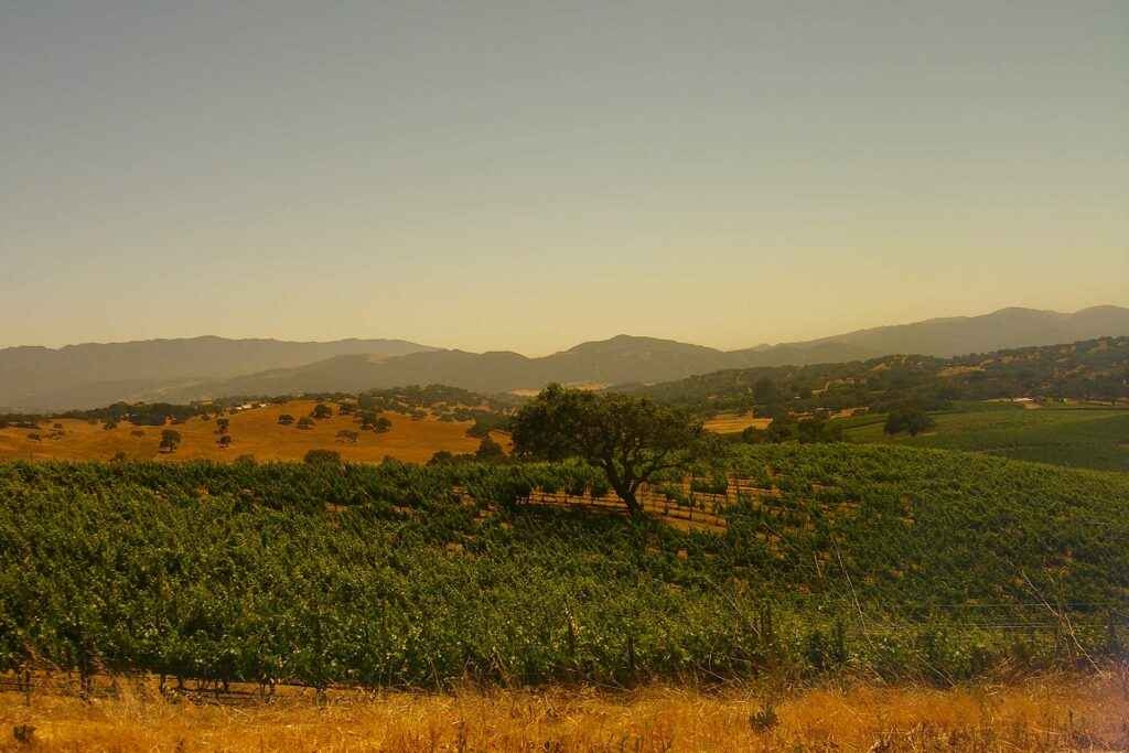 Vineyard